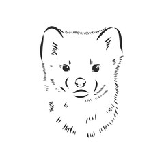 Sable or Martes zibellina, illustration of Sable. sable animal vector sketch illustration