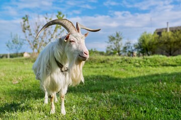 Fototapeta premium Old white goat male on green meadow