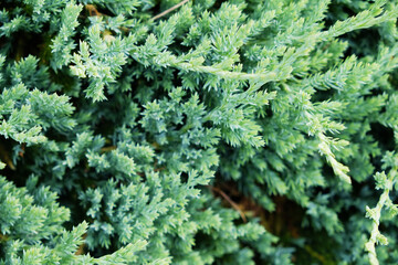 Artistic detail of evergreen cypress twigs in green garden hedge. Chamaecyparis. Close-up of beautiful fresh thuja sprigs in contrast with blurry dry branch in background. Abstract natural decoration.