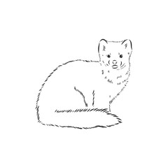 Sable or Martes zibellina, illustration of Sable. sable animal vector sketch illustration