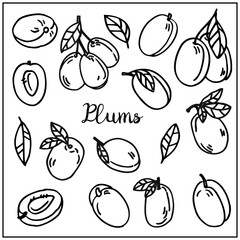Fototapeta na wymiar Set with plums berry and leaves. Graphic hand drawn engraving style. Doodle illustration for packaging, menu cards, posters, prints. Isolated over white background.