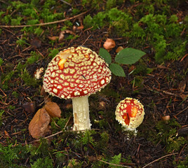 Fliegenpilz, Amanita muscaria, fly amanita, fly agaric