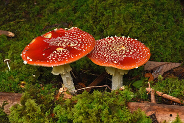 Fliegenpilz, Amanita muscaria, fly amanita, fly agaric