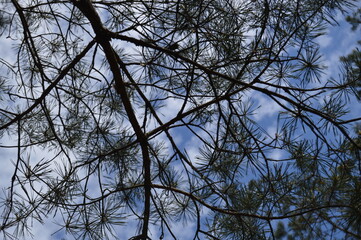 Tai kas gydo sielą, dovanoja meilę ir ramybę, šildo žvarbią dieną ir prikelia gyvenimui.