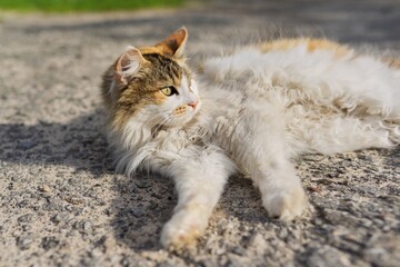 Rural fluffy tricolor mongrel cat lies resting basking in the sun