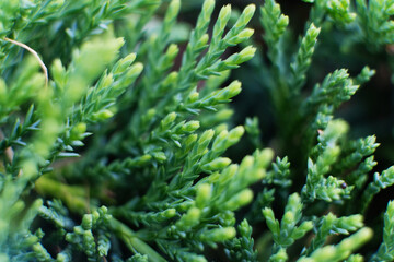 Artistic detail of evergreen cypress twigs in green garden hedge. Chamaecyparis. Close-up of beautiful fresh thuja sprigs in contrast with blurry dry branch in background. Abstract natural decoration.