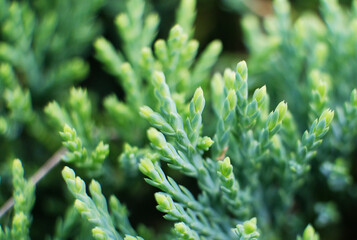Artistic detail of evergreen cypress twigs in green garden hedge. Chamaecyparis. Close-up of...