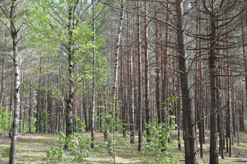 Obraz premium Tai kas gydo sielą, dovanoja meilę ir ramybę, šildo žvarbią dieną ir prikelia gyvenimui.