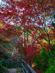 Naklejka premium red maple in Japan 