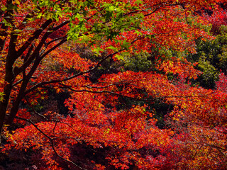 red maple in Japan 