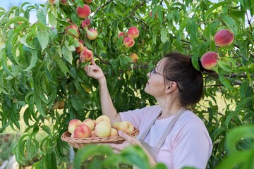 Woman gardener picking ripe peaches from tree in basket