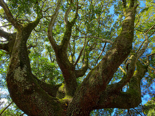 look up a big sacred tree