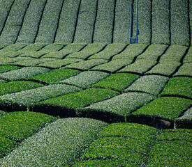 A tea field in Fukuoka, Japan
