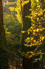 Obraz premium A lot of autumn fall coloured tree leaves in amazing morning sunrise warm light, seasons specific