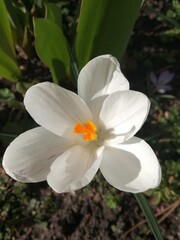 Tai kas gydo sielą, dovanoja meilę ir ramybę, šildo žvarbią dieną ir prikelia gyvenimui.