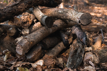 Dry felled tree branches. A lot of wood and firewood in the forest are in a pile. Sticks and boards for the fire.