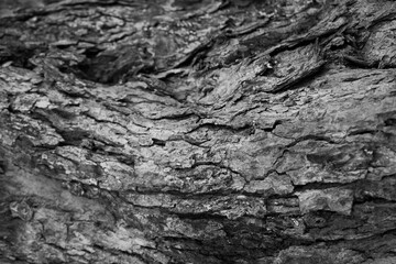 Abstract black bark tree texture background. texture for add text or work design for backdrop product