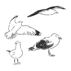 seagulls set hand drawn vector llustration realistic sketch, gulls birds, vector sketch illustration