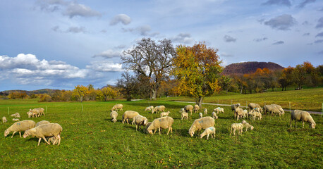 Obraz premium Schafherde auf der Herbstweide