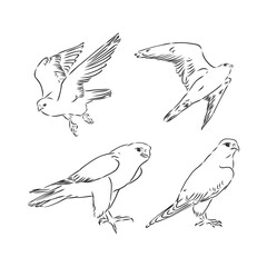 Falcon bird, vector sketch illustration. Sketch of eagle. Hand drawn illustration converted to vector