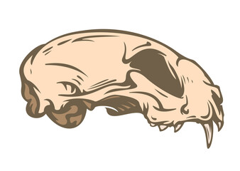 Cat skull in color hand drawn style isolated on white background. Vector cartoon illustration. Retro vintage design concept for tattoo, print, cover.