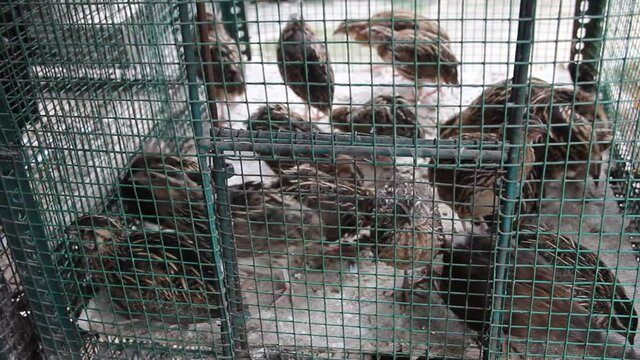 Aviculture. Japanese quails (Coturnix japonica) in a cage. Bird market in Sri Lanka, Hikkaduwa
