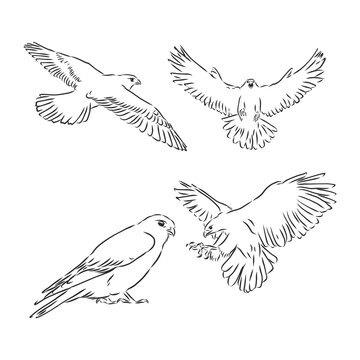 Falcon bird, vector sketch illustration. Sketch of eagle. Hand drawn illustration converted to vector