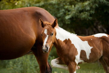 Fototapeta premium adorable paint horse foal with brown horse mommy on a meadow 