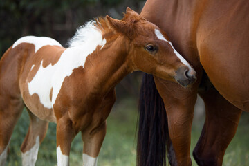 adorable paint horse foal with brown horse mommy on a meadow 