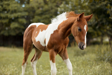 adorable paint horse foal portrait standing in high green grass