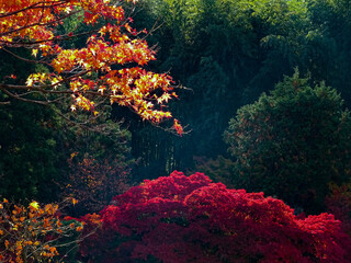 colorful maple trees in Japan
