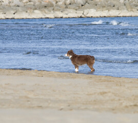Chien sur la plage