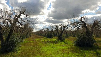 Dark atmosphere around olive grove in apulia