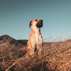 Closeup shot of black mouth cur dog on blurred background