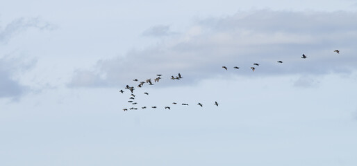 Vol d'oiseaux migrateurs