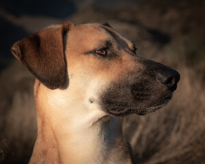 Closeup shot of black mouth cur dog on blurred background