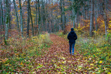 Fototapeta premium Herbst im Oberen Donautal bei Beuron
