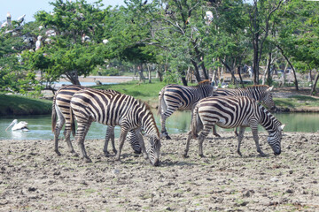 Obraz na płótnie Canvas Group burchell zebra in farm at thailand