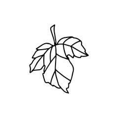 Grape leaf. The plant from which wine is made. Doodle style. Linear vector illustration on isolated white background. For print and web, label design, brochures.
