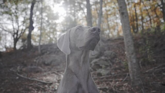 Watchful strong grown weimaraner dog at Montseny Spain