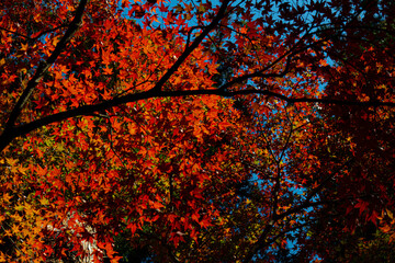 red maple in Japan 