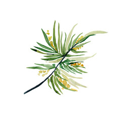 Fir branches  pattern.Image on white and colored background