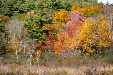 Autumn in New Hampshire Forest