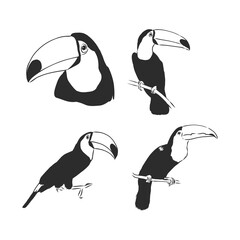 toucan hand drawn vector llustration realistic sketch. Toucan bird vector sketch illustration © Elala 9161