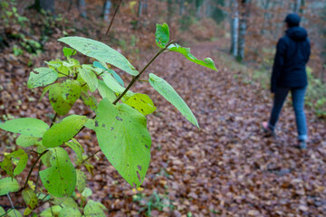 Herbst im Oberen Donautal bei Beuron