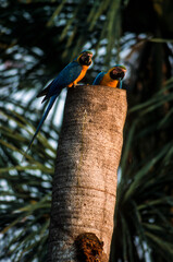 Ara bleu, nid,.Ara ararauna, Blue and yellow Macaw, Amazonie, Tambopata, Perou © JAG IMAGES
