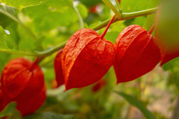 Decorative physalis with red boxes on a branch in the garden. Close-up with selective focus.