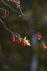 Wild forest berry, a delicious and healthy hawthorn berry for brewing tea. A ripe red hawthorn on a tree branch bloomed in the forest.