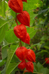 Branch with red decorative boxes Physalis in the garden on a blurred background. Close-up. Selective focus.