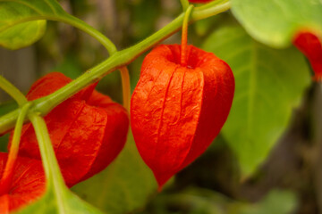 Decorative red box Physalis in a garden on a branch with a blurred background. Close-up. Selective focus.